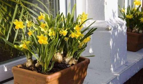 黄豆用水泡做肥料有臭味怎么处理,黄豆沤肥的臭味怎么消除