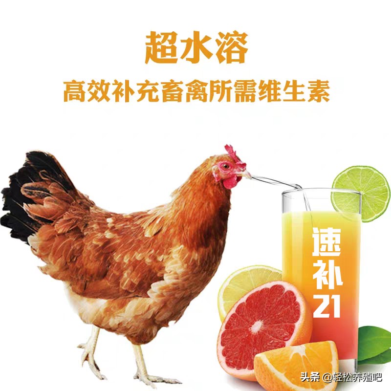 夏季蛋鸡水样腹泻用什么药,蛋鸡产蛋后拉稀怎么回事