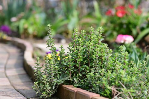 西餐香草大全及用途视频,好吃的西餐料理有哪些
