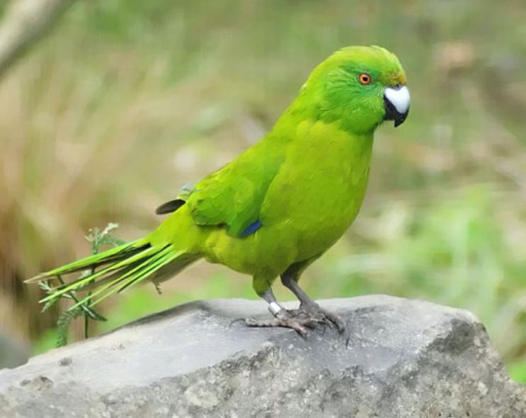 怎么能养好鹦鹉,如何养好一只小鹦鹉