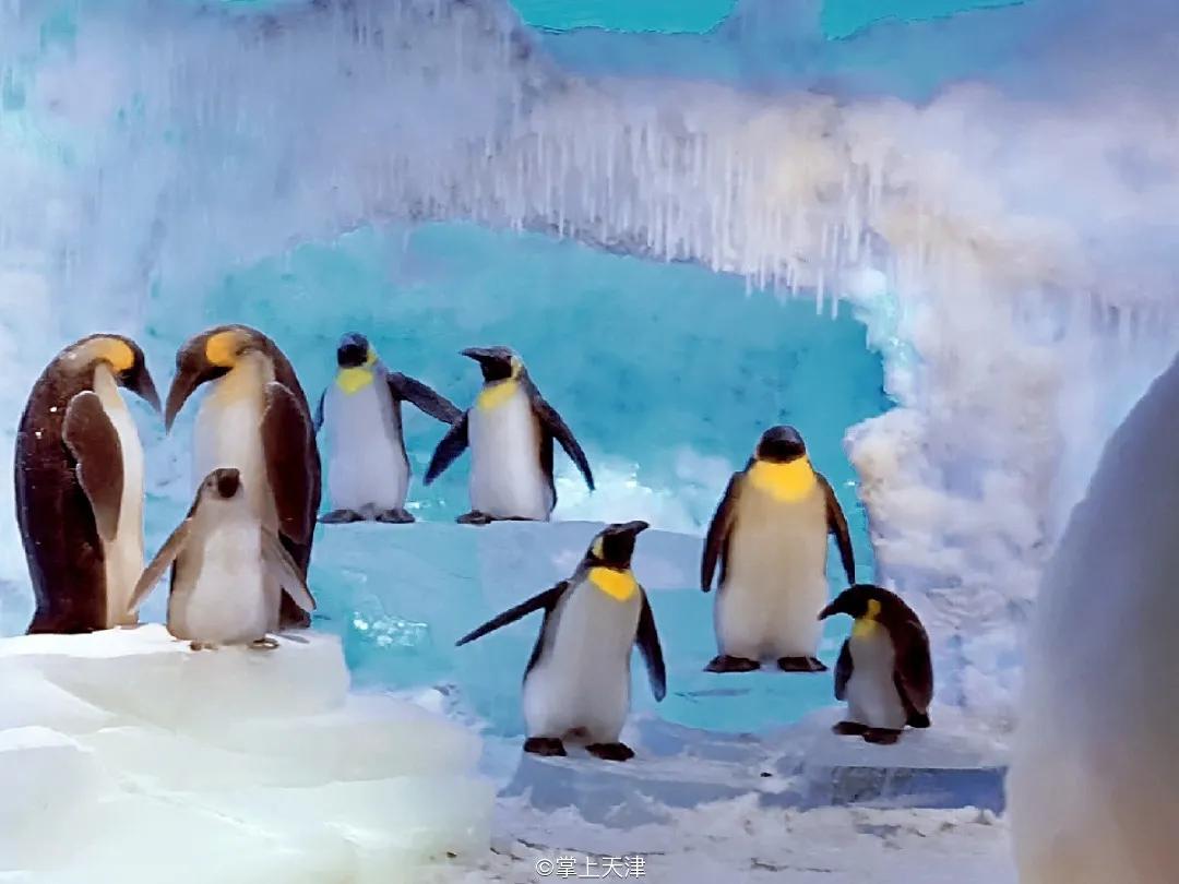 天津海昌极地海洋世界年票,天津海昌极地海洋99票价真实性