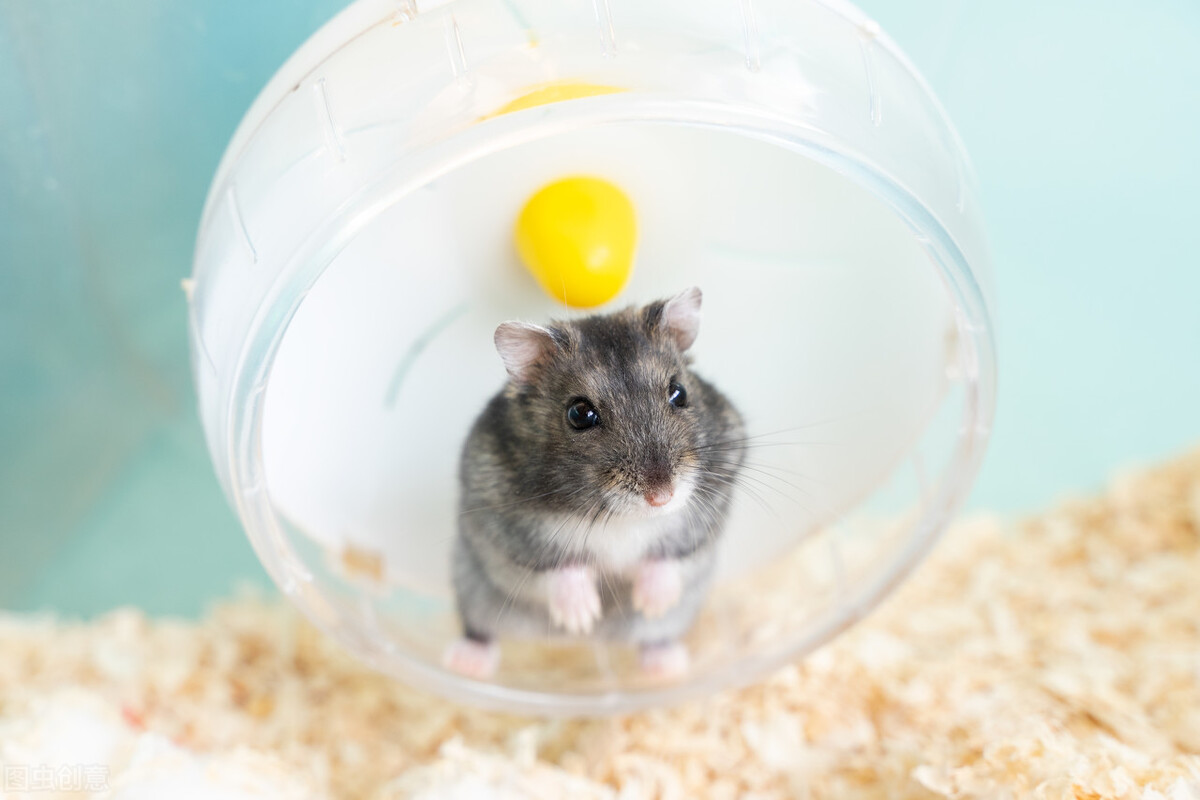 养鼠经验:仓鼠拉软便会自愈吗