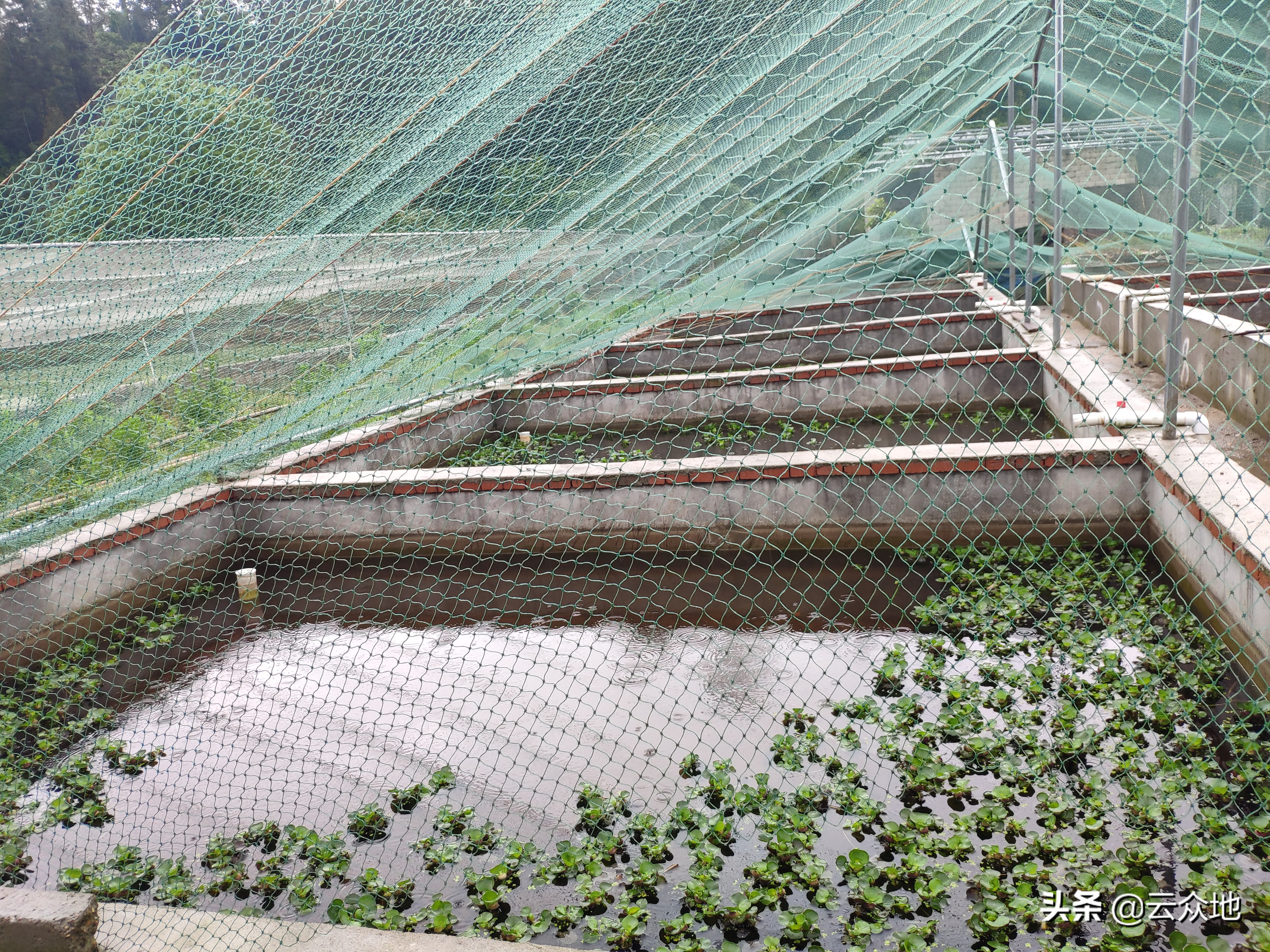 稻鳖蛙共生养殖技术,稻鳖共生养殖技术资料大全