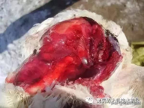 鸡严重葡萄球菌怎样治疗,鸡葡萄球菌感染怎么治疗效果最好