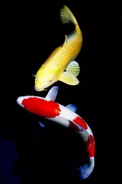 养观赏鱼新手入门教程,新手养观赏鱼养什么鱼好