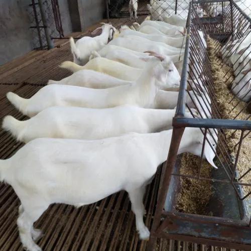 养羊养1000只羊一年能挣多少钱,养羊怎样利润最大