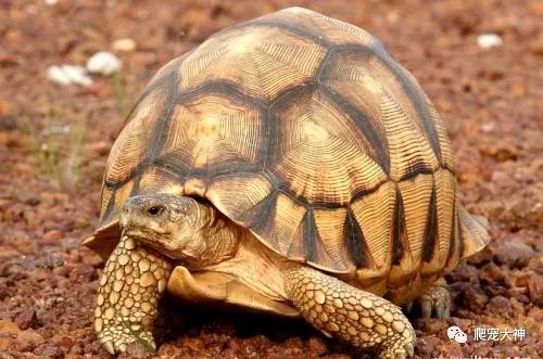 陆龟最好的养法怎么养,陆龟喂养方法与技巧