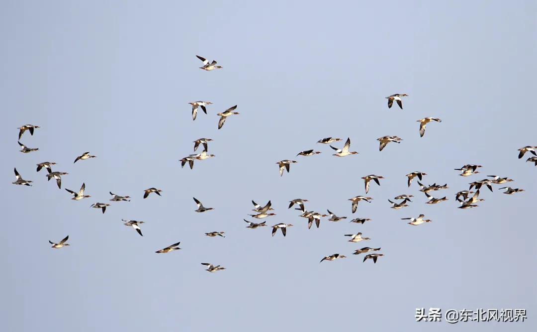 黑河加油北安平安,黑河加油万众一心抗击疫情