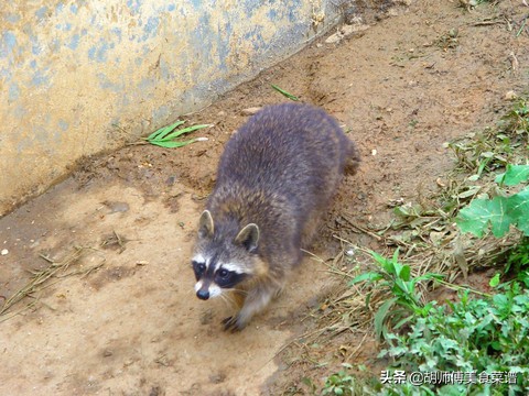 除了蝙蝠外的十二种野生动物,除了蝙蝠还有哪些野生动物不能吃