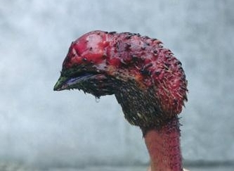 补脾中药芡实的功效与作用,芡实怎么吃补肾补脾