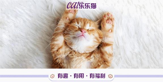 我们一起“拼猫”好不好？乖巧的时候归我，撒泼的时候归你