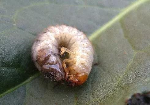 中药材大规模涨价,中药材附子图片