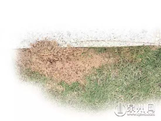 小心！近期这些毒虫出没频繁，已有数人被咬！可致命