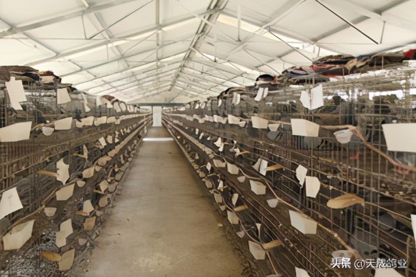 鸽子深加工销路,养鸽子有销路吗知乎