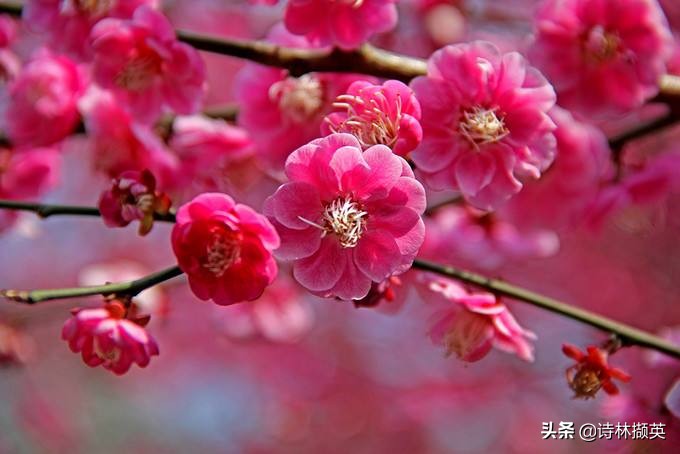 描写景物的作文素材句子,借春天的景物描写冬天的诗句