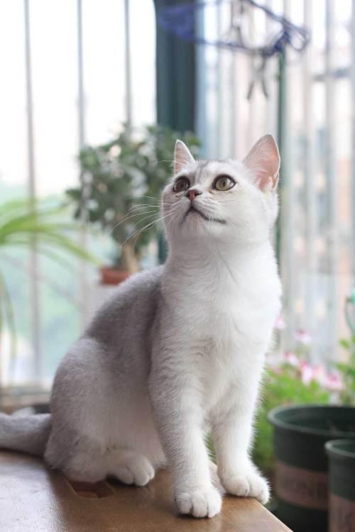 英短渐层和美短渐层的区别,英短金渐层怎么分色号