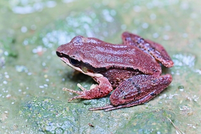 浙江发现珍稀物种天目臭蛙,凹耳蛙是我国特有物种