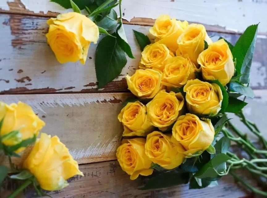 武夷岩茶品种黄玫瑰,武夷黄玫瑰品种介绍