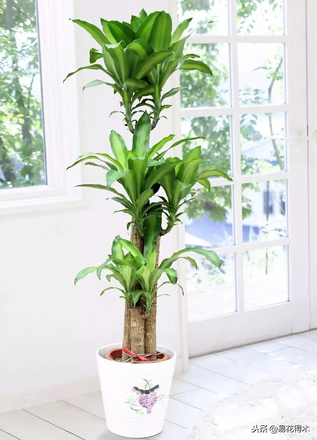 巴西木病虫害黄叶,盆栽巴西木四季水肥养护管理