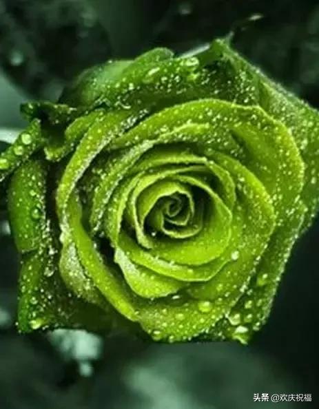 明日七夕，777幸福花送给群里所有的朋友，谁打开，谁幸福