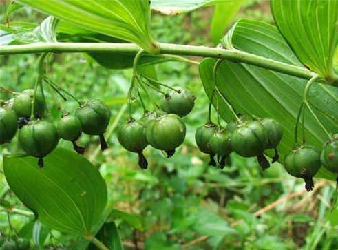 黄精列于草部之首，仙家以为芝草之类，以其得坤土之精粹