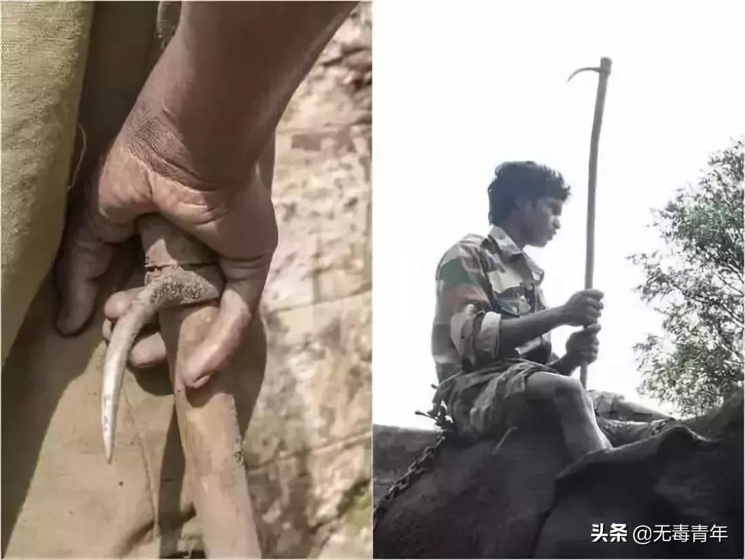 被囚34年取精，被迫亲手杀死爱子，最后只能挣扎着死去…