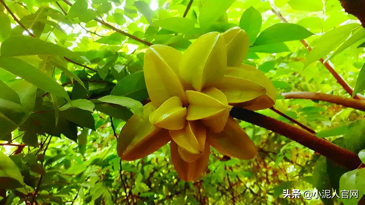 北京第五季龙水凤港与小泥人合作实时监控功能，开启小程序新时代