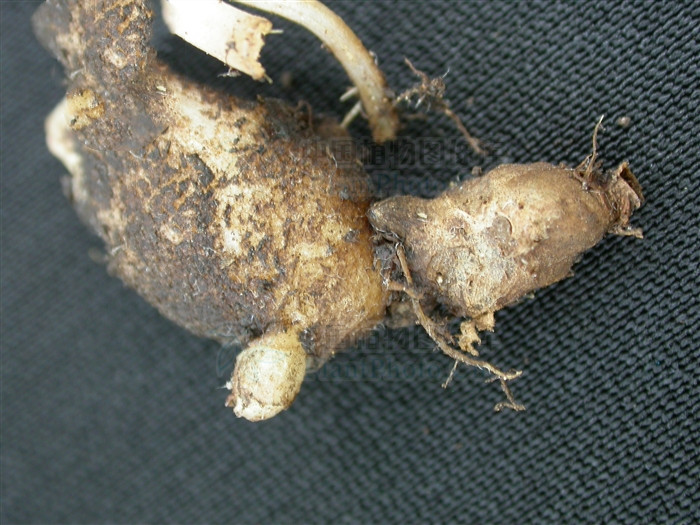 毒蛇泡酒可以治疗跌打损伤吗,毒蛇酒可以治疗跌打损伤吗