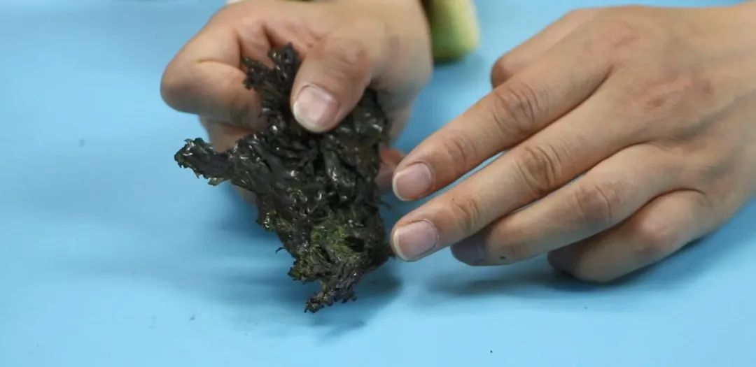 紫菜真假鉴定小窍门,紫菜真假的图片大全