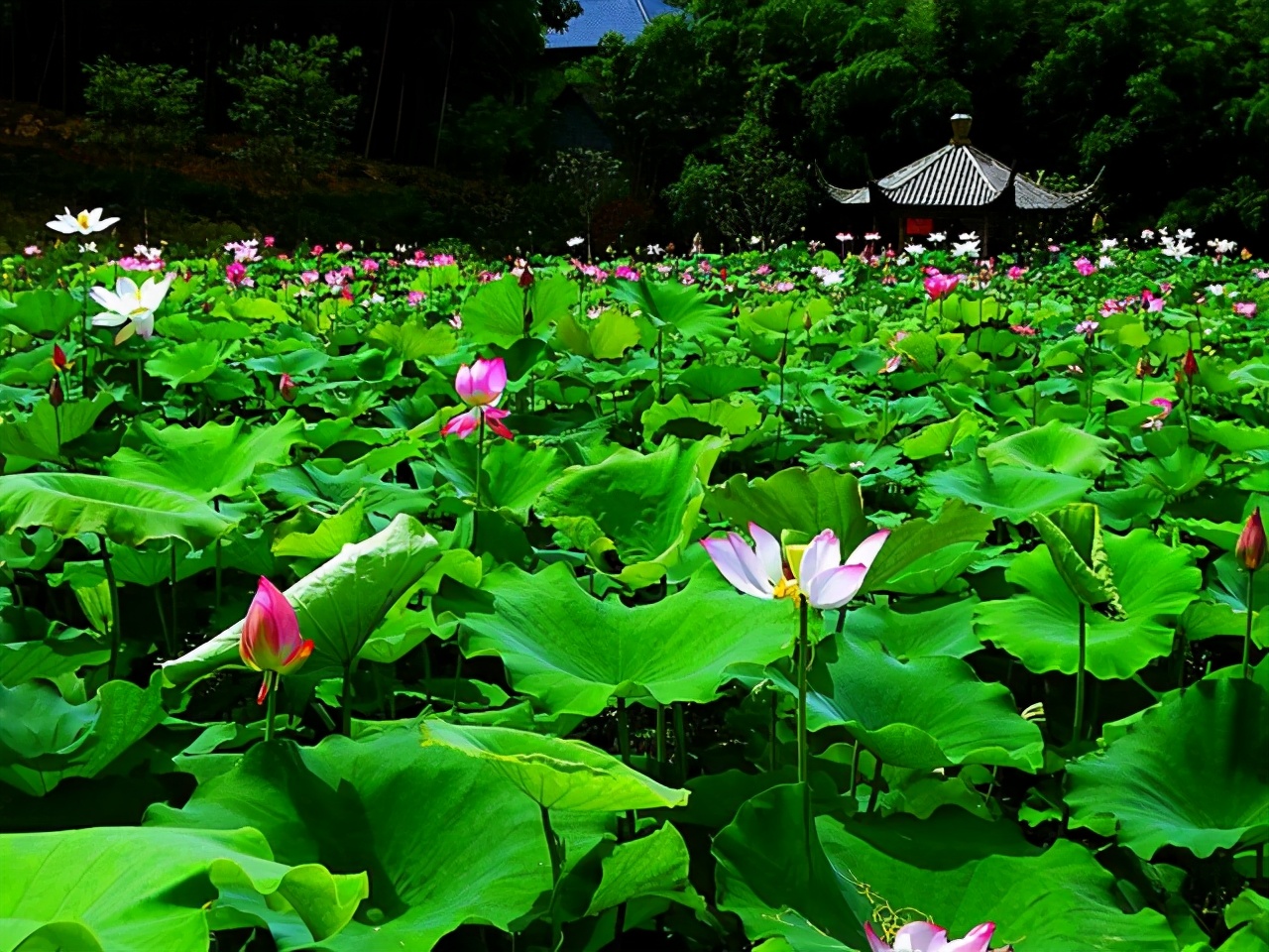 杭州人眼中的宜居小区,杭州人心目最好地段的房子