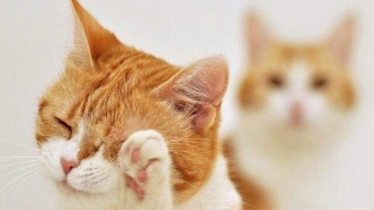 猫咪不吃东西怎么办最有效,猫咪不吃东西越来越瘦怎么办