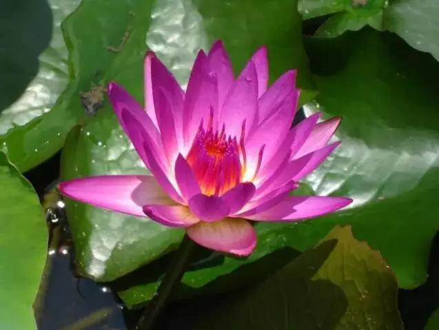 世界上最高贵最漂亮的花,世界上最名贵的花