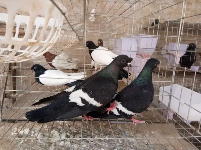 肉鸽养殖管理软件,四川成都肉鸽养殖