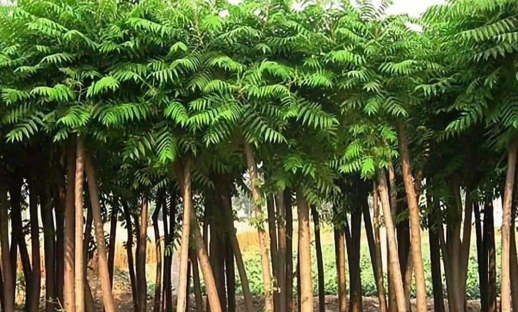 楸树苗的市场前景,楸树发展