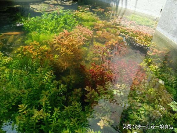 简易鱼池如何养殖虾蟹鱼,自制鱼缸养小龙虾