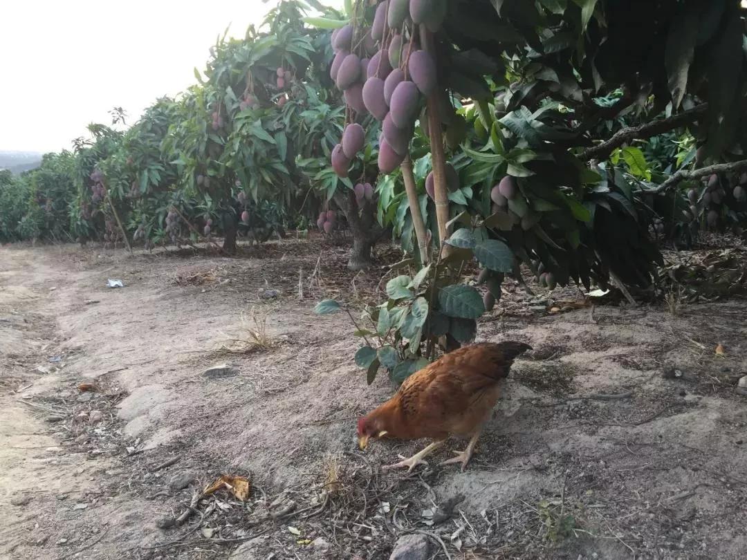 香甜的大芒果海南贵妃芒,芒果味浓郁贵妃芒