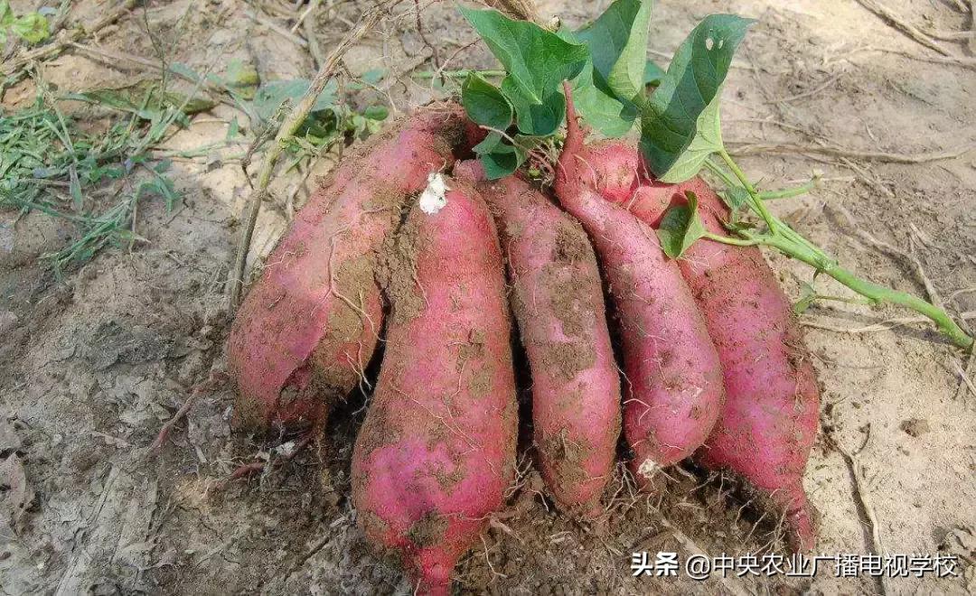 红薯如何防治小飞虫,怎样治红薯地下害虫