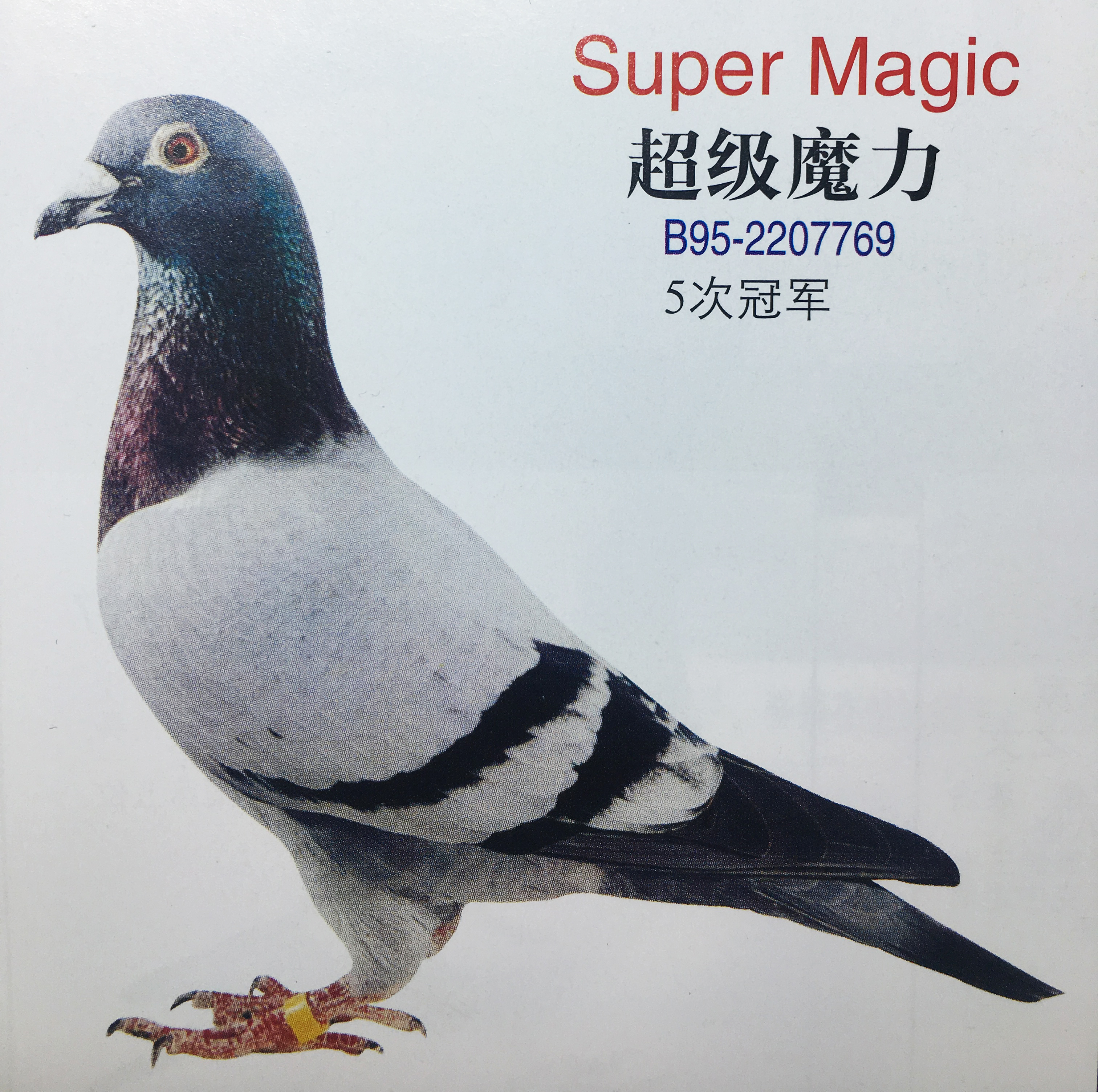 幼鸽育雏管理,幼鸽管理