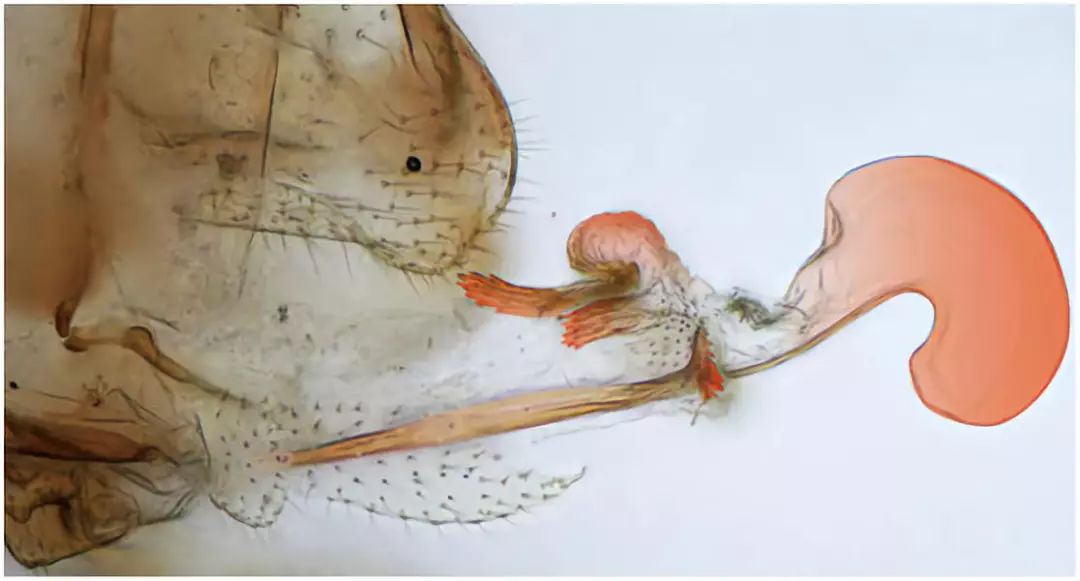 会变装的昆虫,性别反转的物种