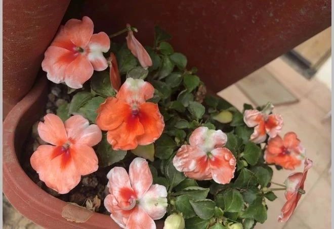 凤仙花的修剪方法和技巧,朋友家的凤仙花