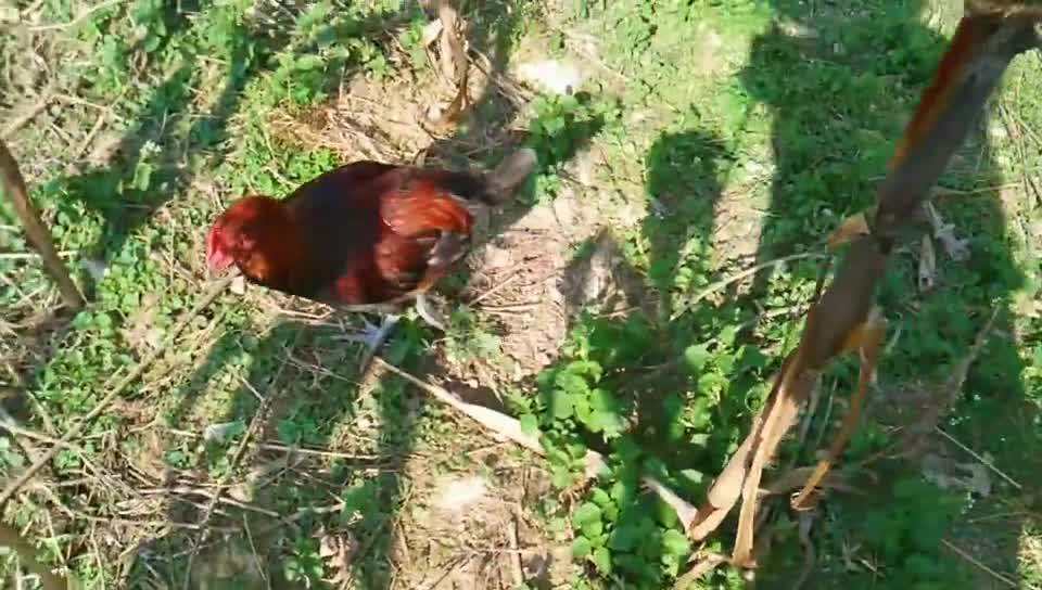 专吃稚嫩的竹笋,农民恨之入骨,但吃货却很喜爱,市价80元一斤