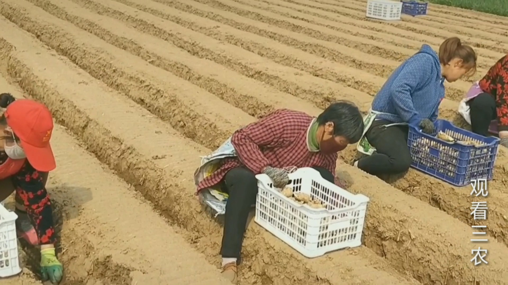 种植大姜的正确方法和步骤,种植一亩大姜需要多少成本