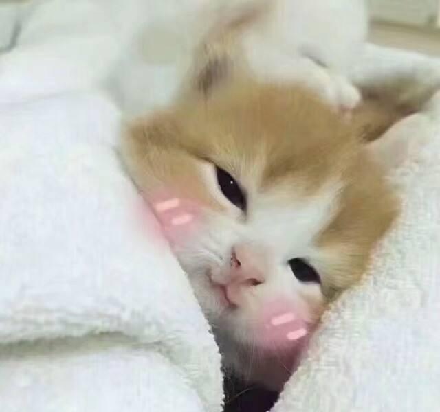 捡到的小奶猫怎么办,捡到小奶猫如何照顾