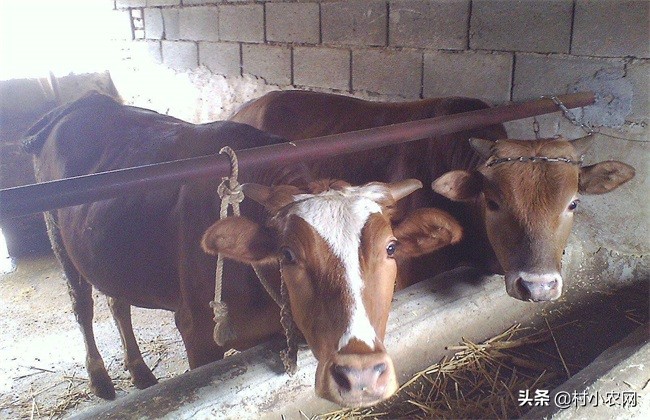 农村养牛赚钱思路养好牛,养牛致富的4个小妙招视频