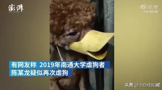 为什么虐猫会被批判,为什么现在虐猫都能上热搜