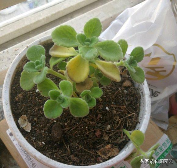 带香味碰碰香好养吗,碰碰香怎么养才能更旺盛