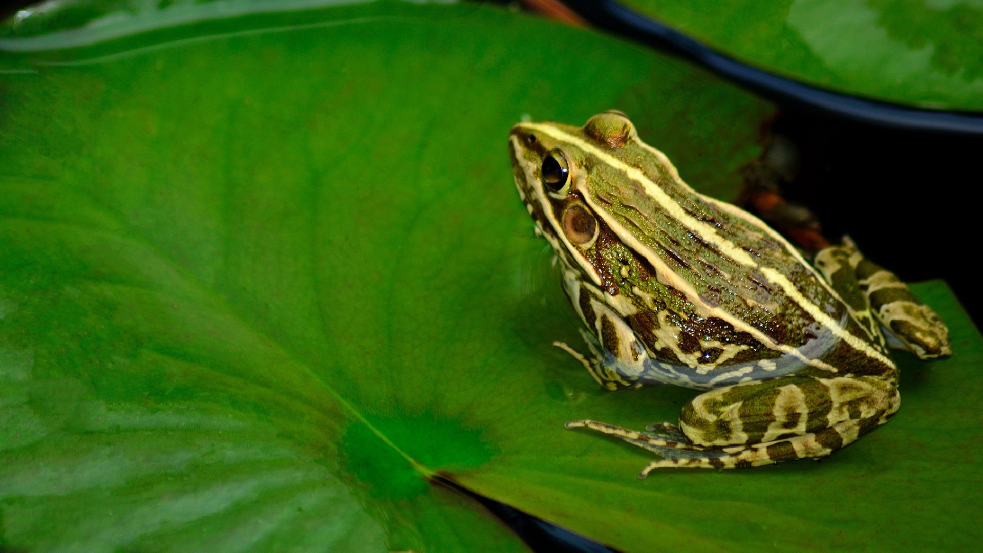 树蛙幼体饲养,林蛙幼蛙怎样转移大棚饲养