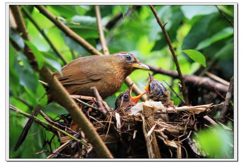 画眉不叫用什么饲料好,画眉科普知识