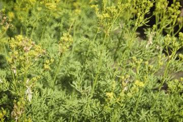 世上最毒的花园,最毒的花园有多可怕