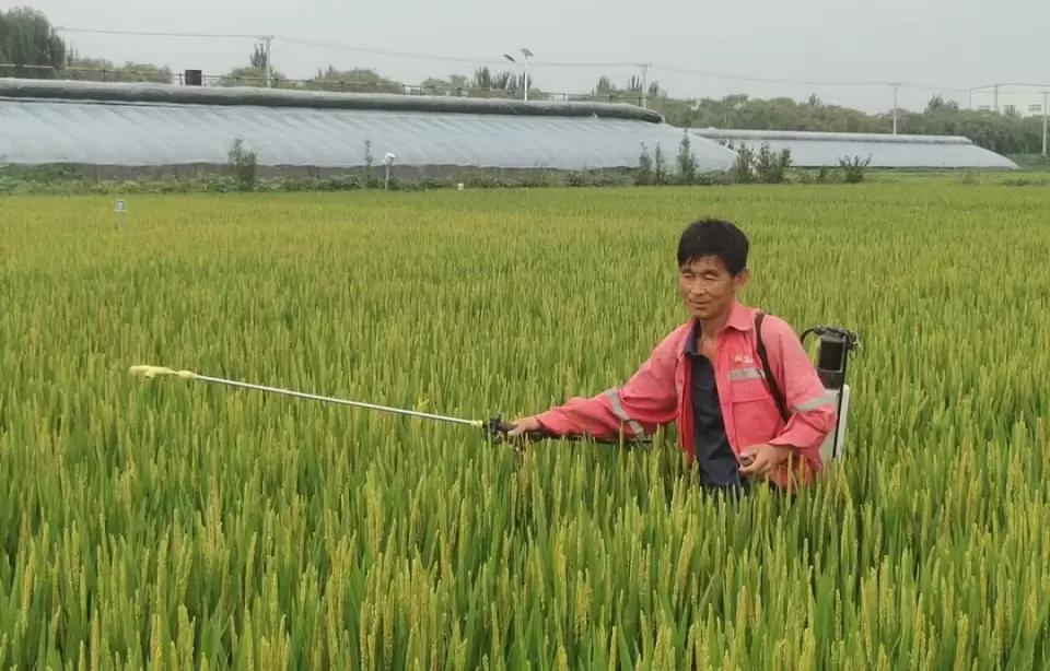 稻香蟹肥盘锦,盘锦稻田蟹肥怎么样了